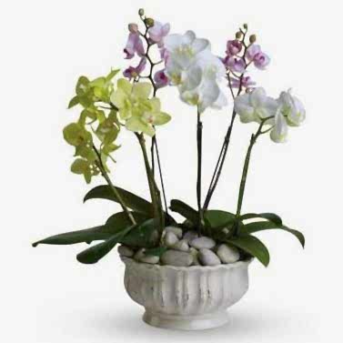 Seramikte renkli Orkideler