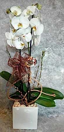 seramikde beyaz orkide