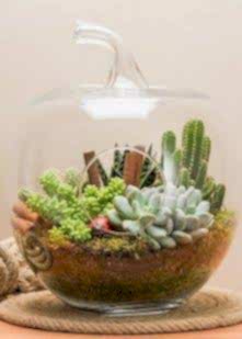 Orta boy elma Teraryum